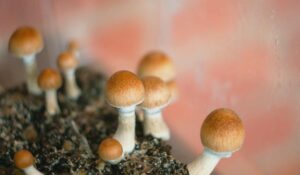 Cubensis